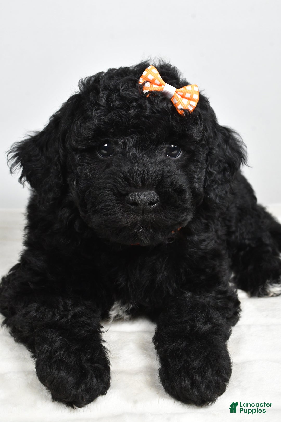 Mini Goldendoodle dogs for sale: AJ - Ad 5