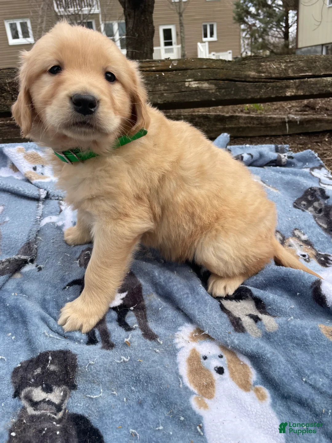 Golden Retriever dogs for sale: Jude - Ad 2
