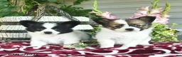 Papillon dogs for sale: Oscar  - Ad 5