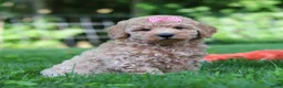 Mini Goldendoodle dogs for sale: Daisy - Ad 5
