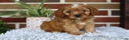 Cavapoo dogs for sale: Oakley  - Ad 1