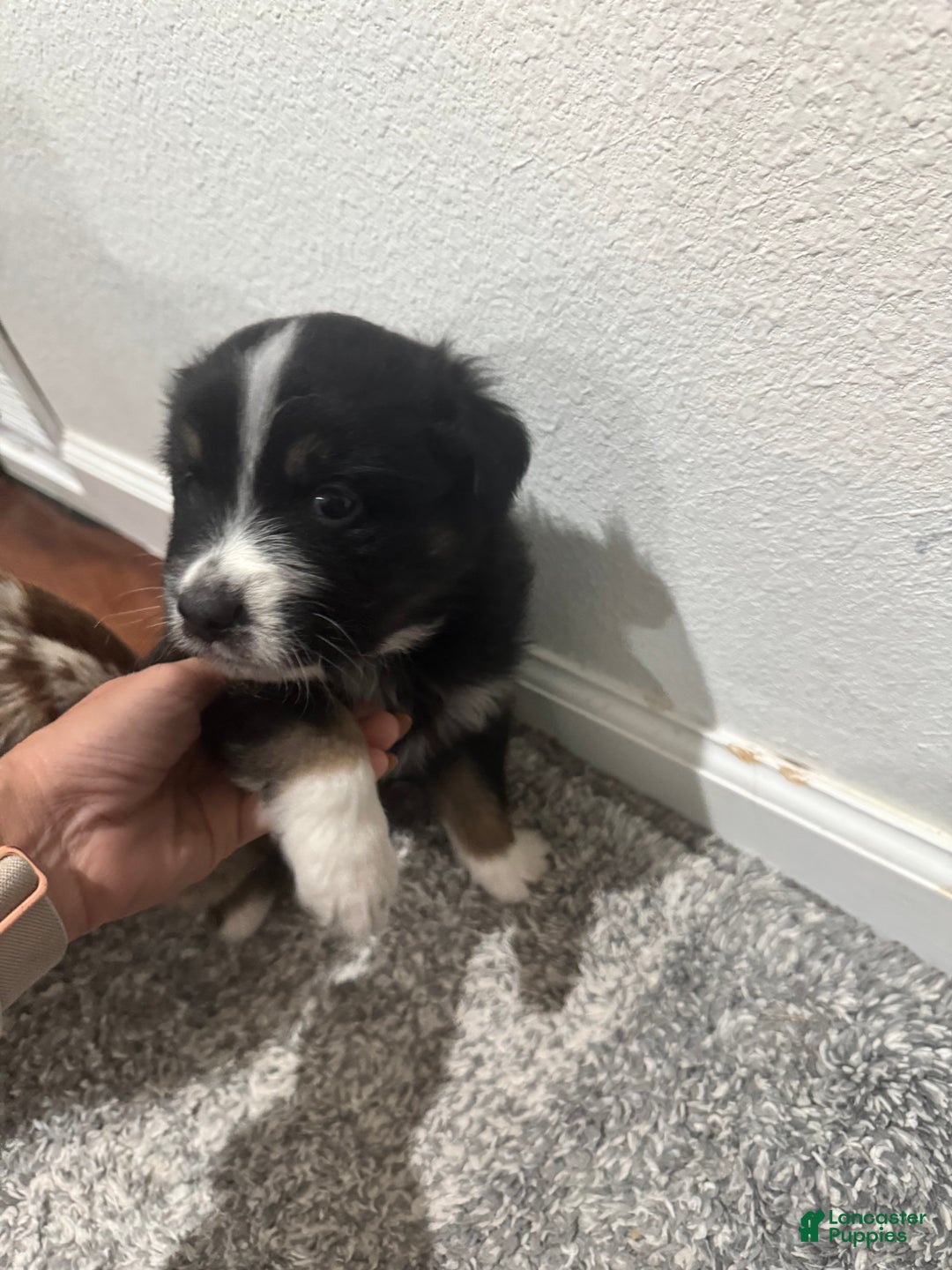 Australian Shepherd dogs for sale: Australian Shepherd Puppy 4 - Ad 9