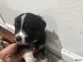 Australian Shepherd dogs Australian Shepherd Puppy 2 - Ad 11