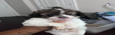 Zeek