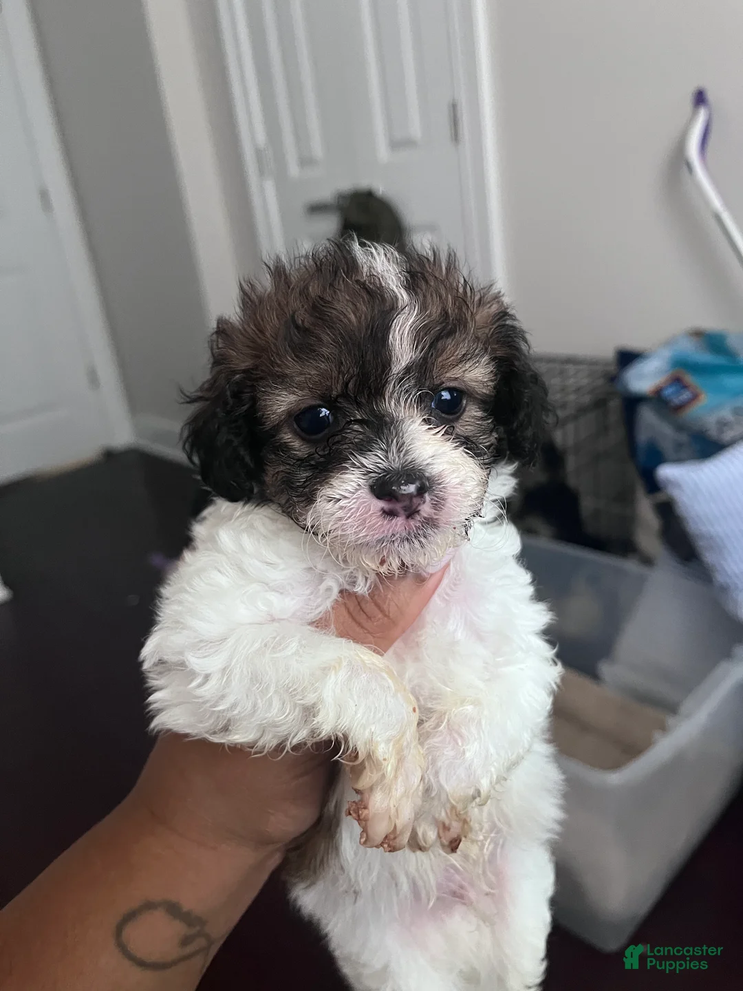 Mixed Breed dogs for sale: Zeek - Ad 1