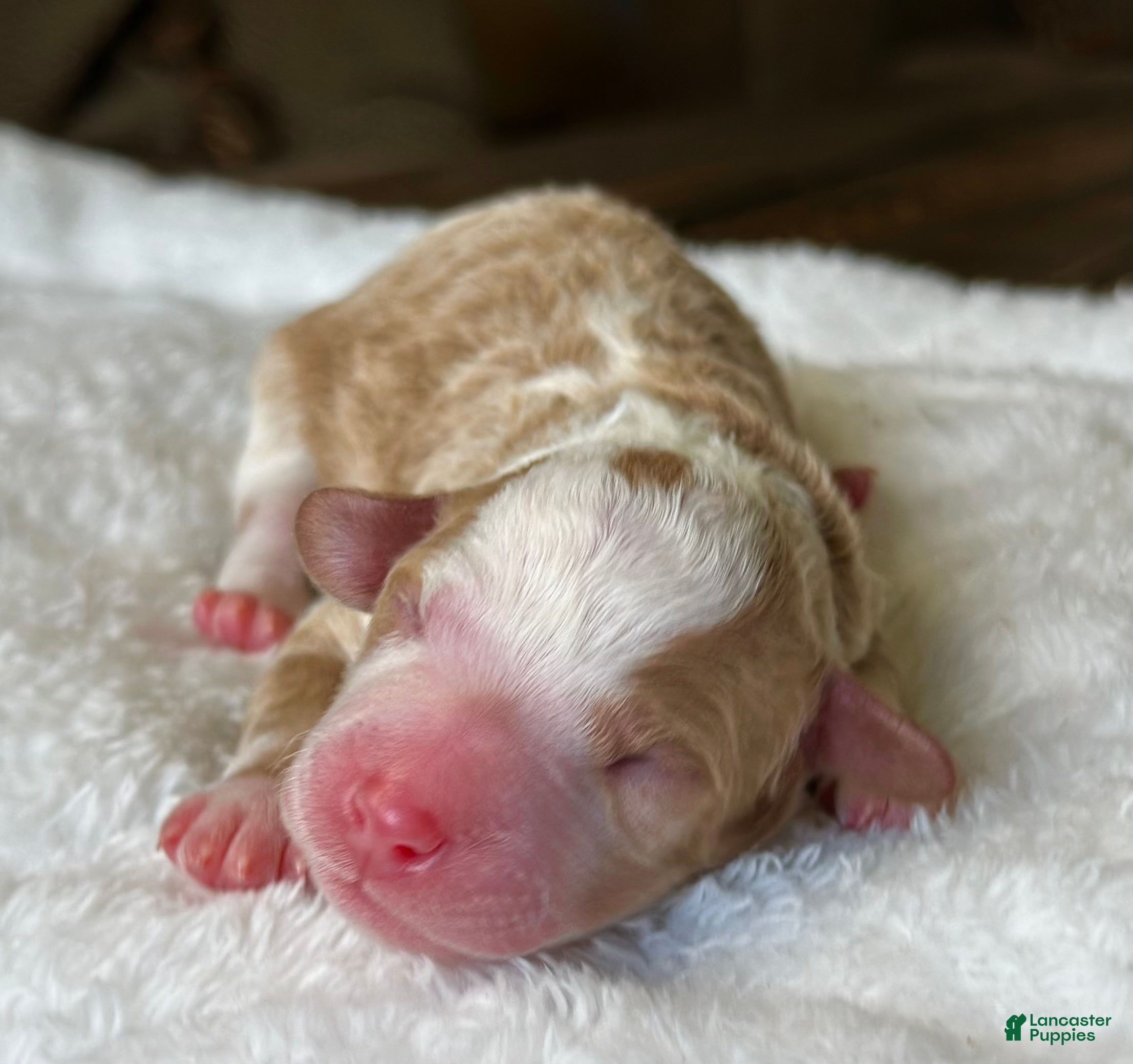 Mixed Breed dogs Apricot-Blonde Micro Mini - Ad 1