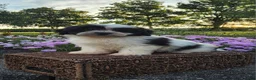Teddy Bear dogs for sale: Carly - Ad 12