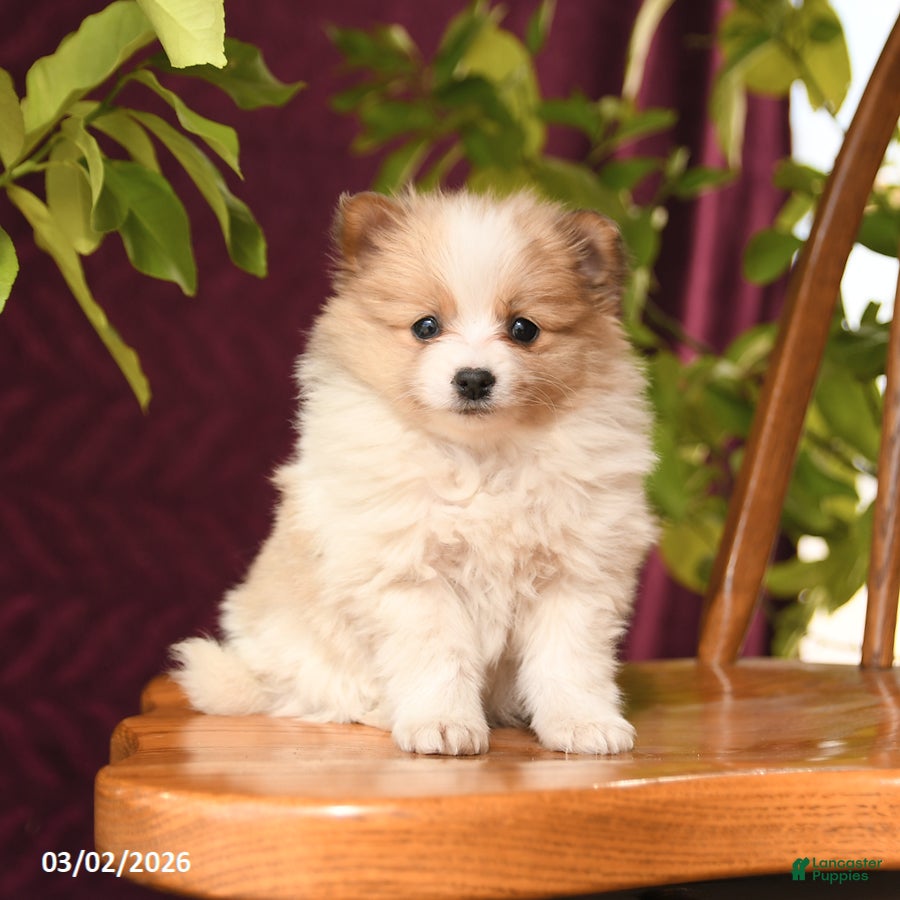 Pomeranian dogs Inspire - Ad 1