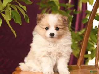 Pomeranian dogs for sale: Inspire - Ad 3