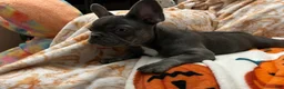 French Bulldog dogs for sale: Charlotte - Ad 10