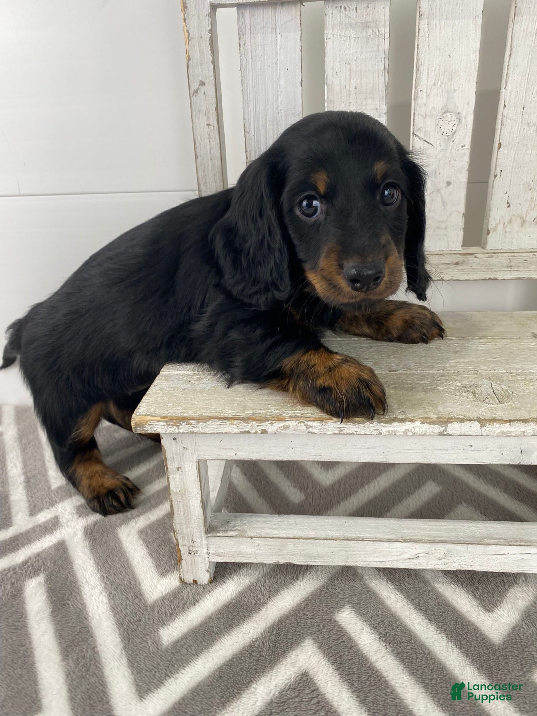 Miniature Dachshund dogs for sale: Daisy - Ad 7