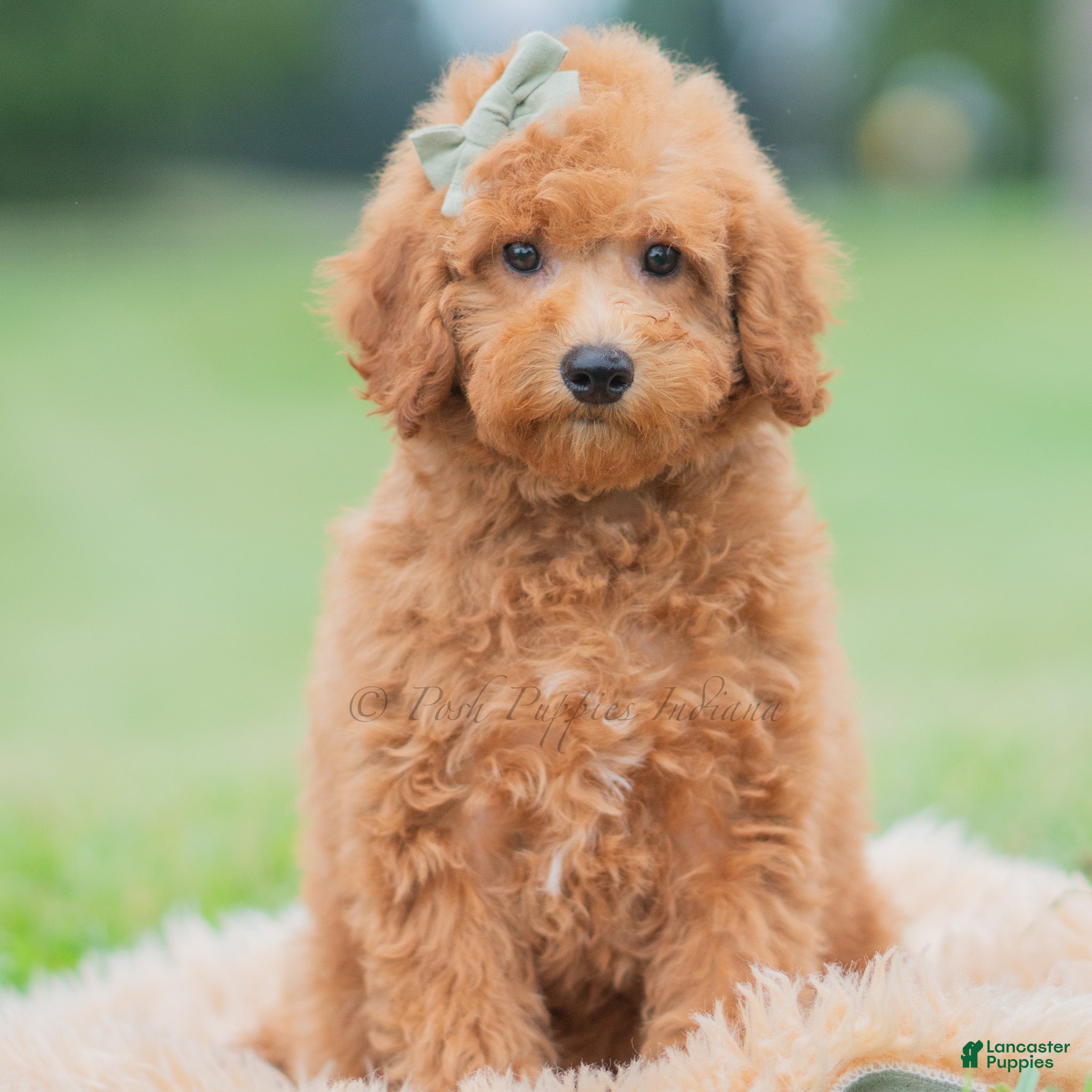 Maltipoo dogs for sale: Callie - Ad 36