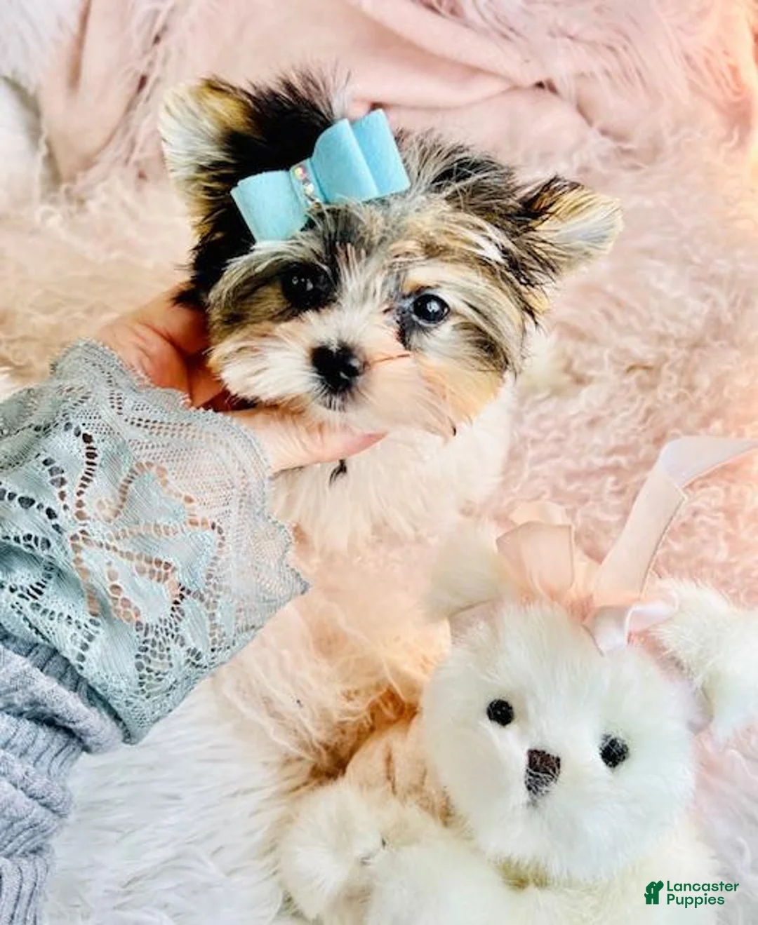 Yorkshire Terrier dogs for sale: Yorkshire Terrier Puppy 1 - Ad 4