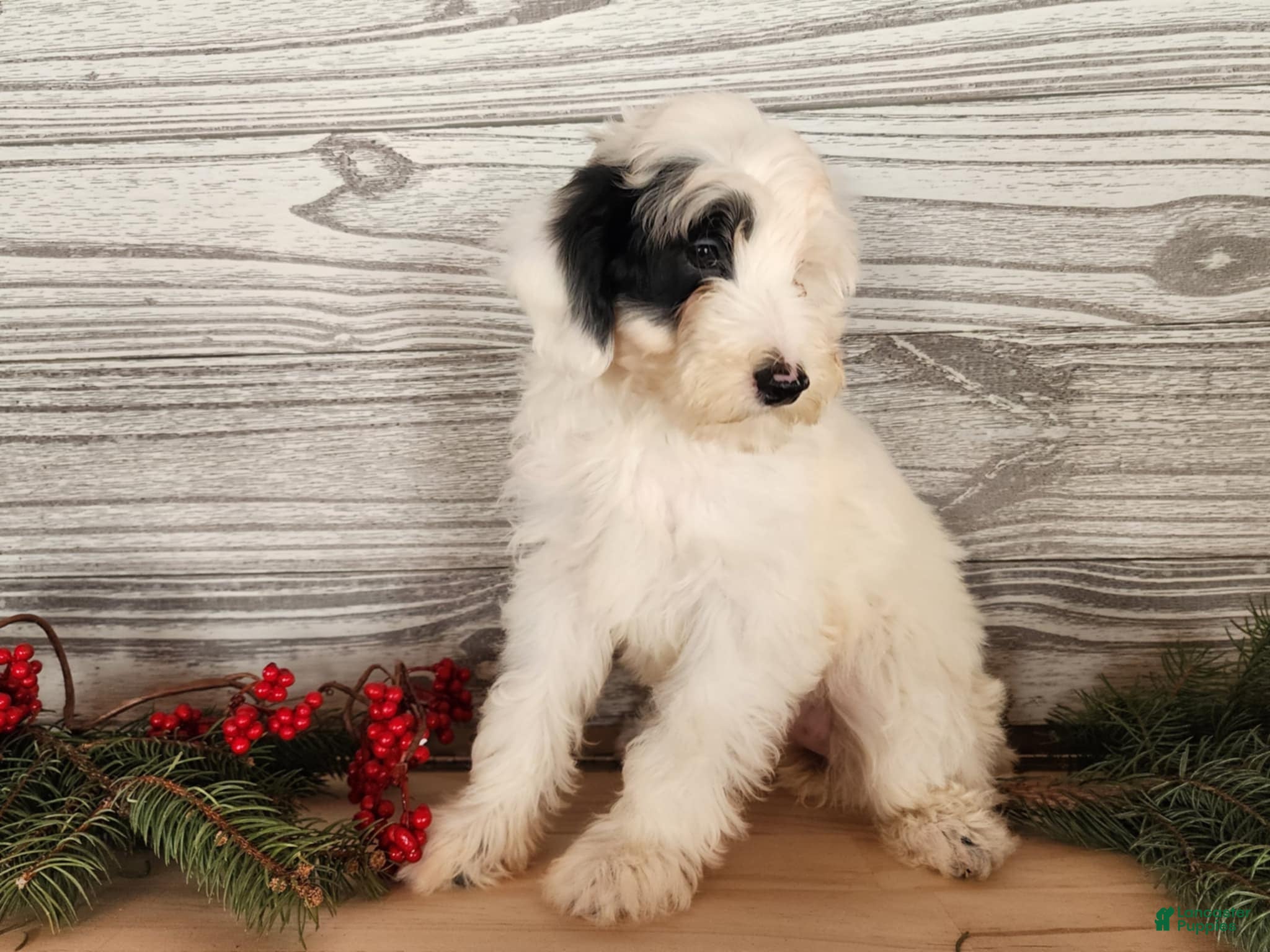 Mini Bernedoodle dogs Sparkle - Ad 4