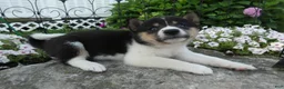 Shiba Inu dogs for sale: Shiba Inu 6 Kara - Ad 2