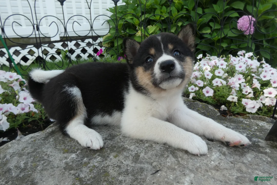 Shiba Inu dogs for sale: Shiba Inu 6 Kara - Ad 2