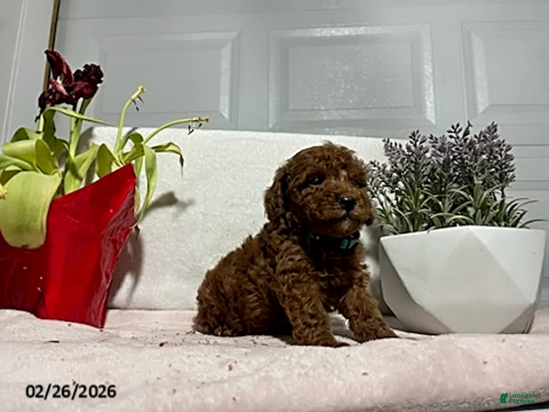 Miniature Poodle dogs for sale: Prince   - Ad 5