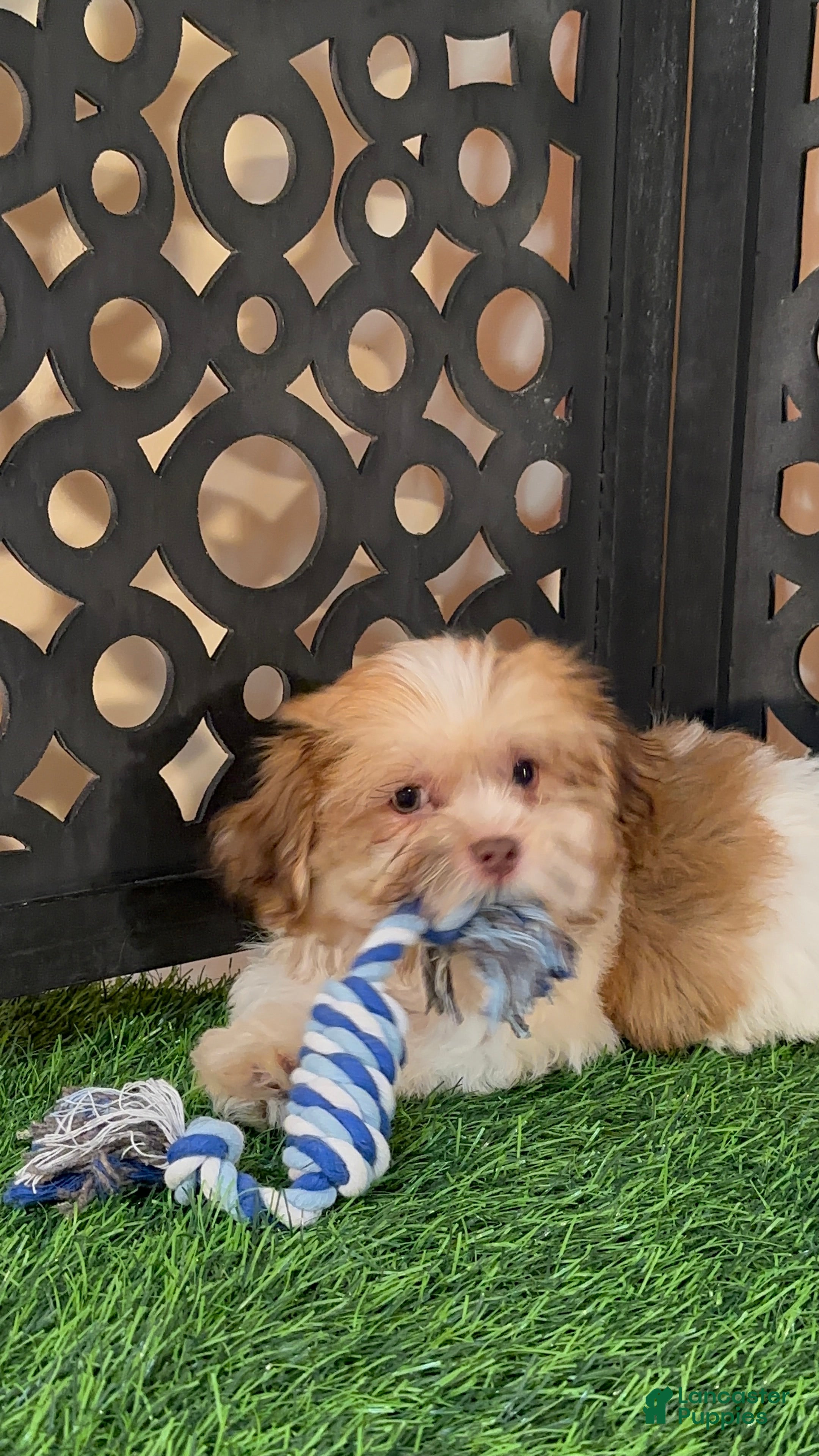 Havanese