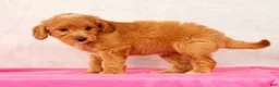 Mini Goldendoodle dogs for sale: Ophelia - Ad 9