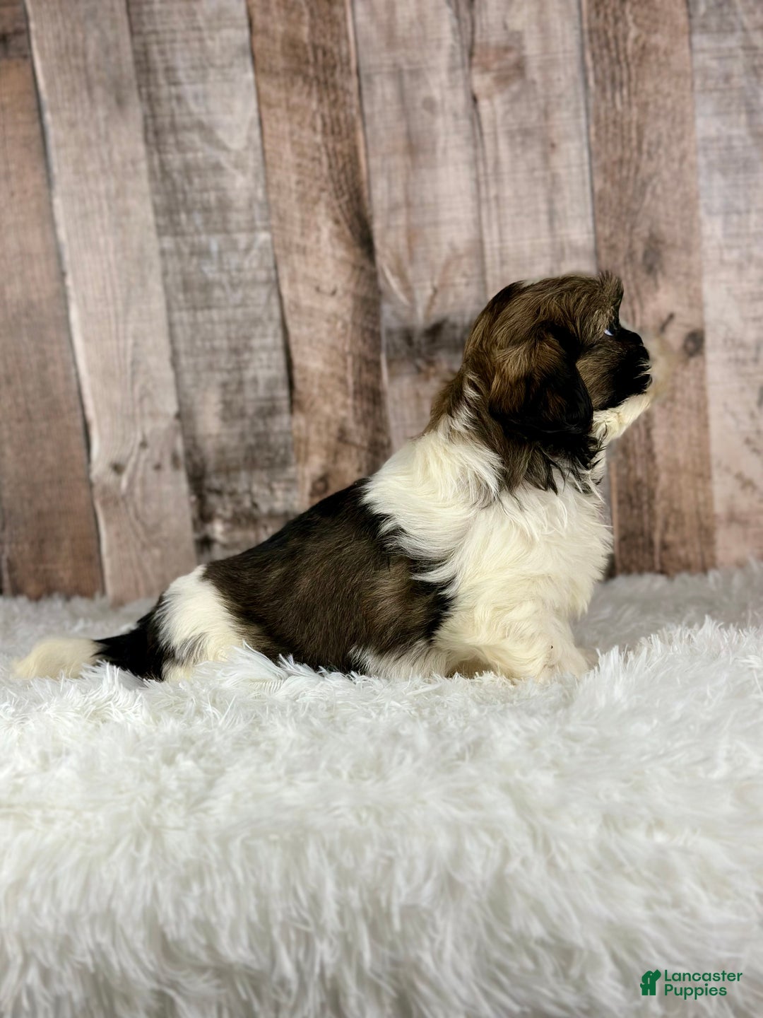 Shih Tzu dogs for sale: Boy Kai - 8932 - Ad 4