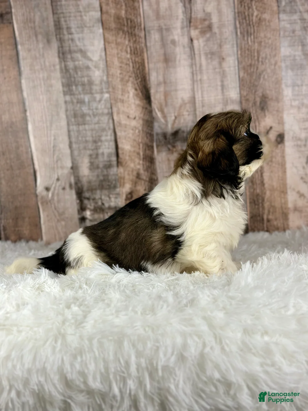 Shih Tzu dogs for sale: Boy Kai - 8932 - Ad 4