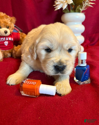 Golden Retriever dogs Bernie - Ad 2