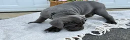 Cane Corso dogs for sale: Bella - Ad 4