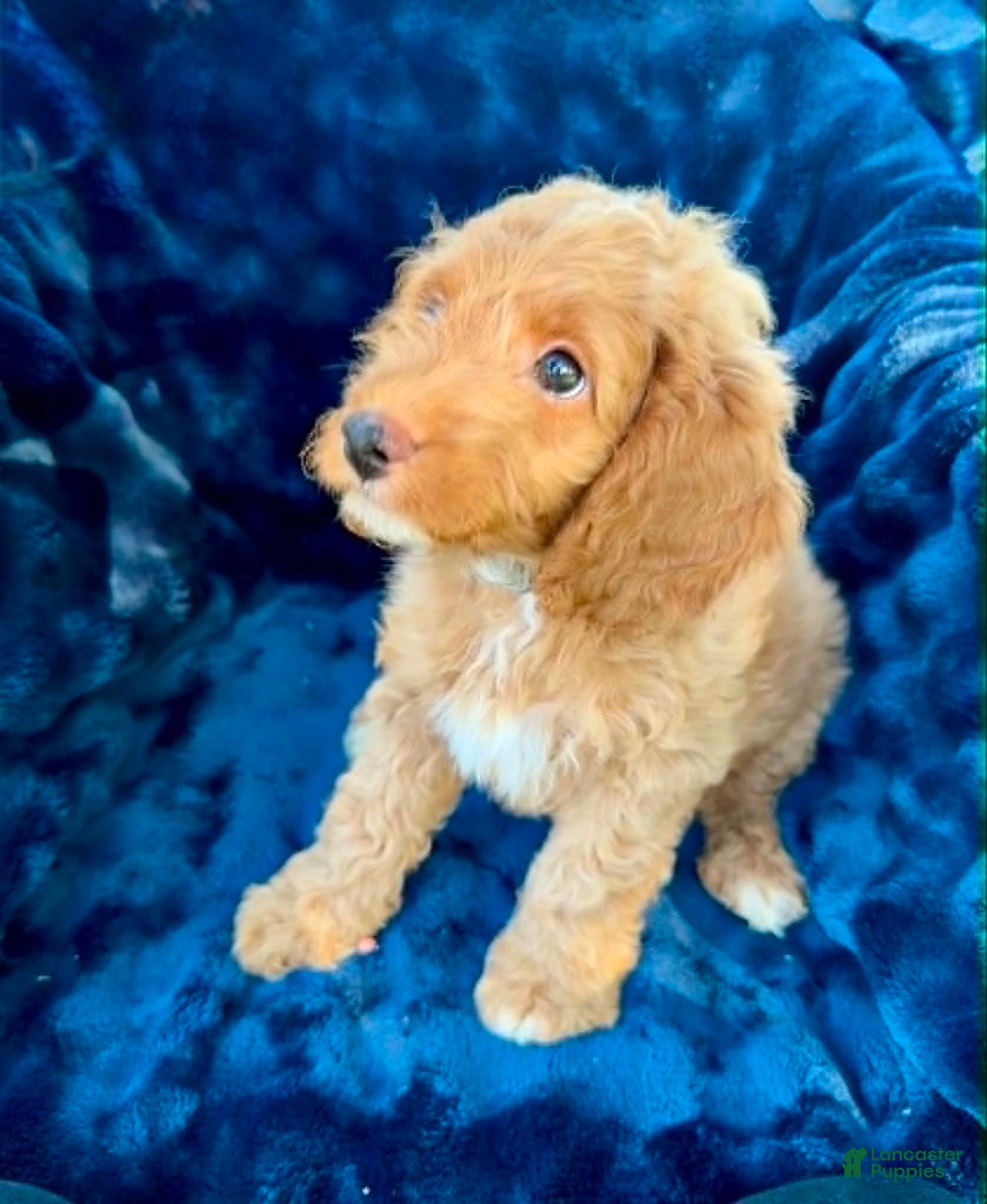 Cockapoo dogs Pluto - Ad 2