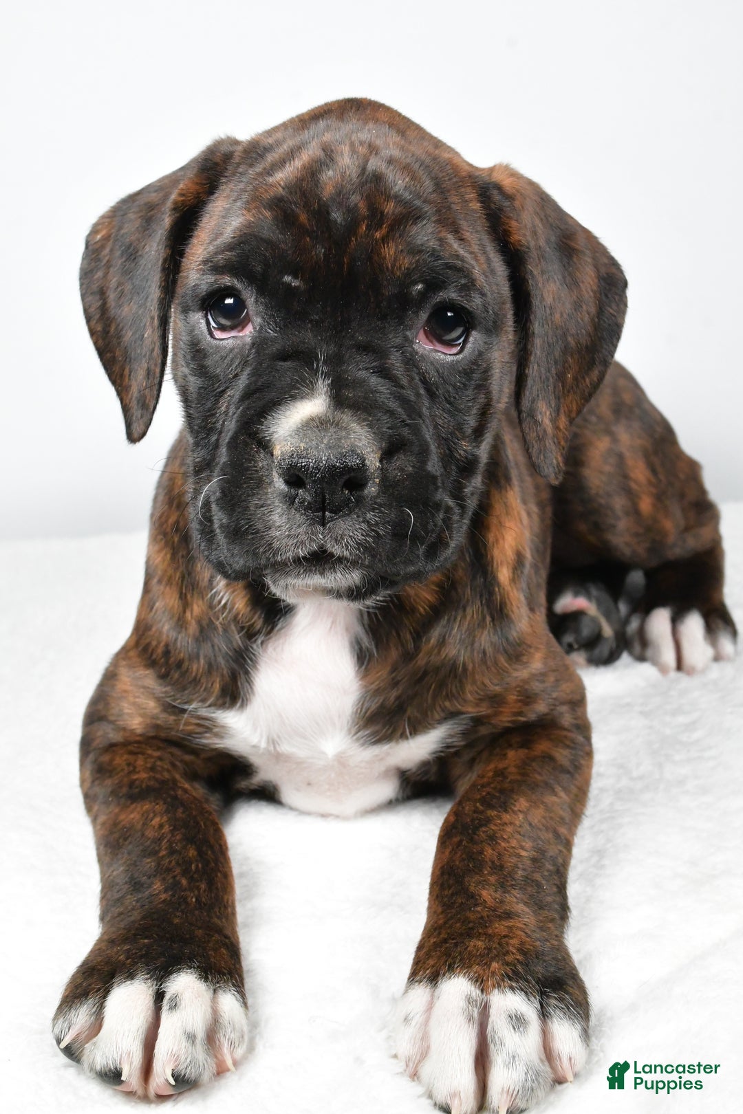 Boxer dogs for sale: Abby - Ad 5