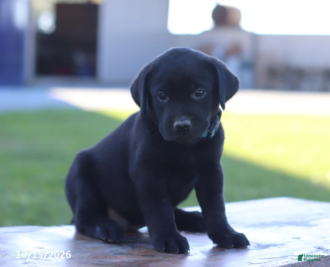 Labrador Retriever dogs for sale: Coral - Ad 4