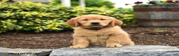 Golden Retriever dogs for sale: Jill - Ad 3