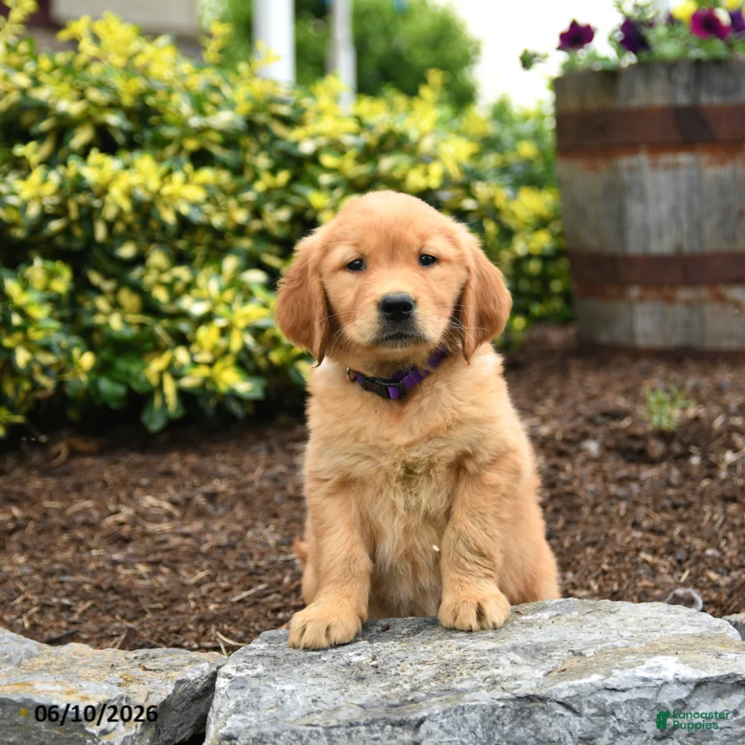 Golden Retriever dogs for sale: Jill - Ad 3