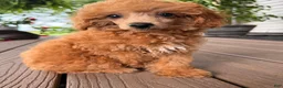 Toy Poodle dogs for sale: Mika - Ad 6