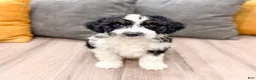 Aussiedoodle dogs for sale: Rover - Ad 1
