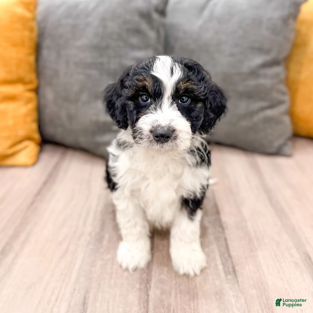 Aussiedoodle dogs for sale: Rover - Ad 1