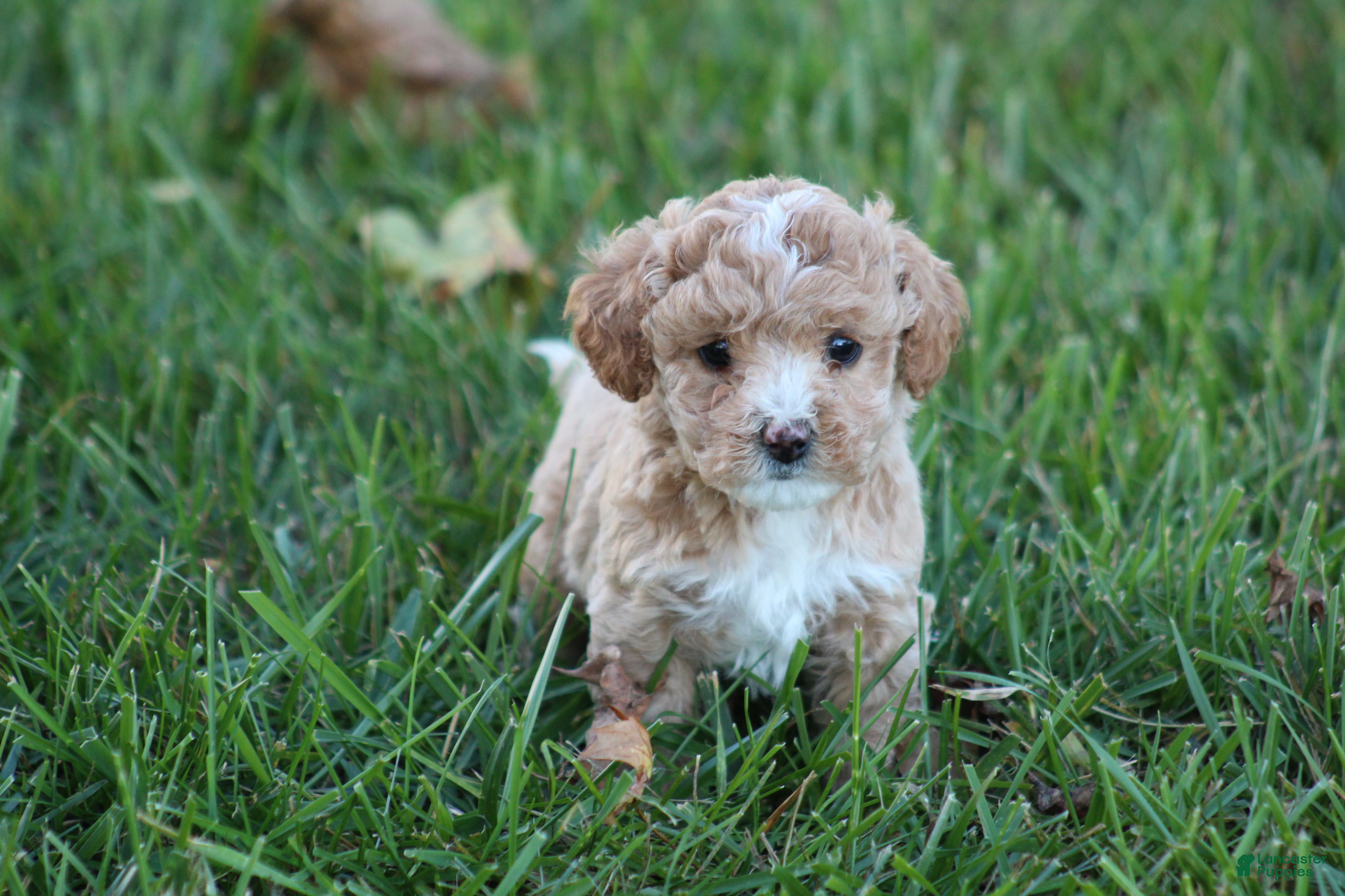 Bichpoo dogs for sale: Addie - Ad 1