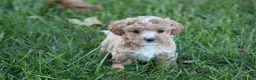 Bichpoo dogs for sale: Addie - Ad 3