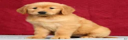 Golden Retriever dogs for sale: Saphire - Ad 4