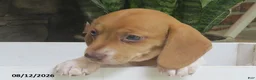Miniature Dachshund dogs for sale: Jewel - Ad 5