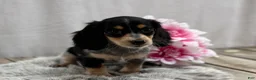 Miniature Dachshund dogs for sale: Cookie - Ad 3