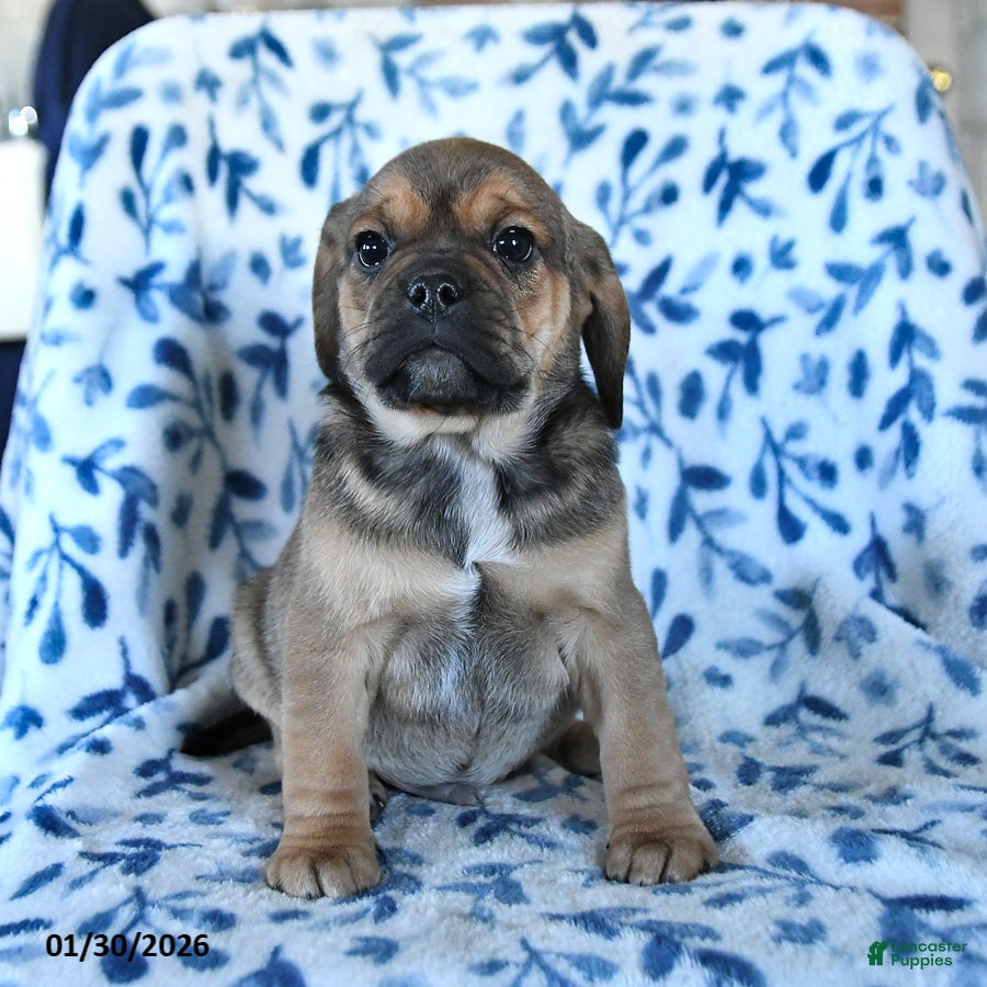 Puggle dogs Sparky - Ad 2