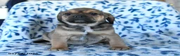 Puggle dogs for sale: Sparky - Ad 2