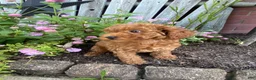 Miniature Poodle dogs for sale: Ruby - Ad 9