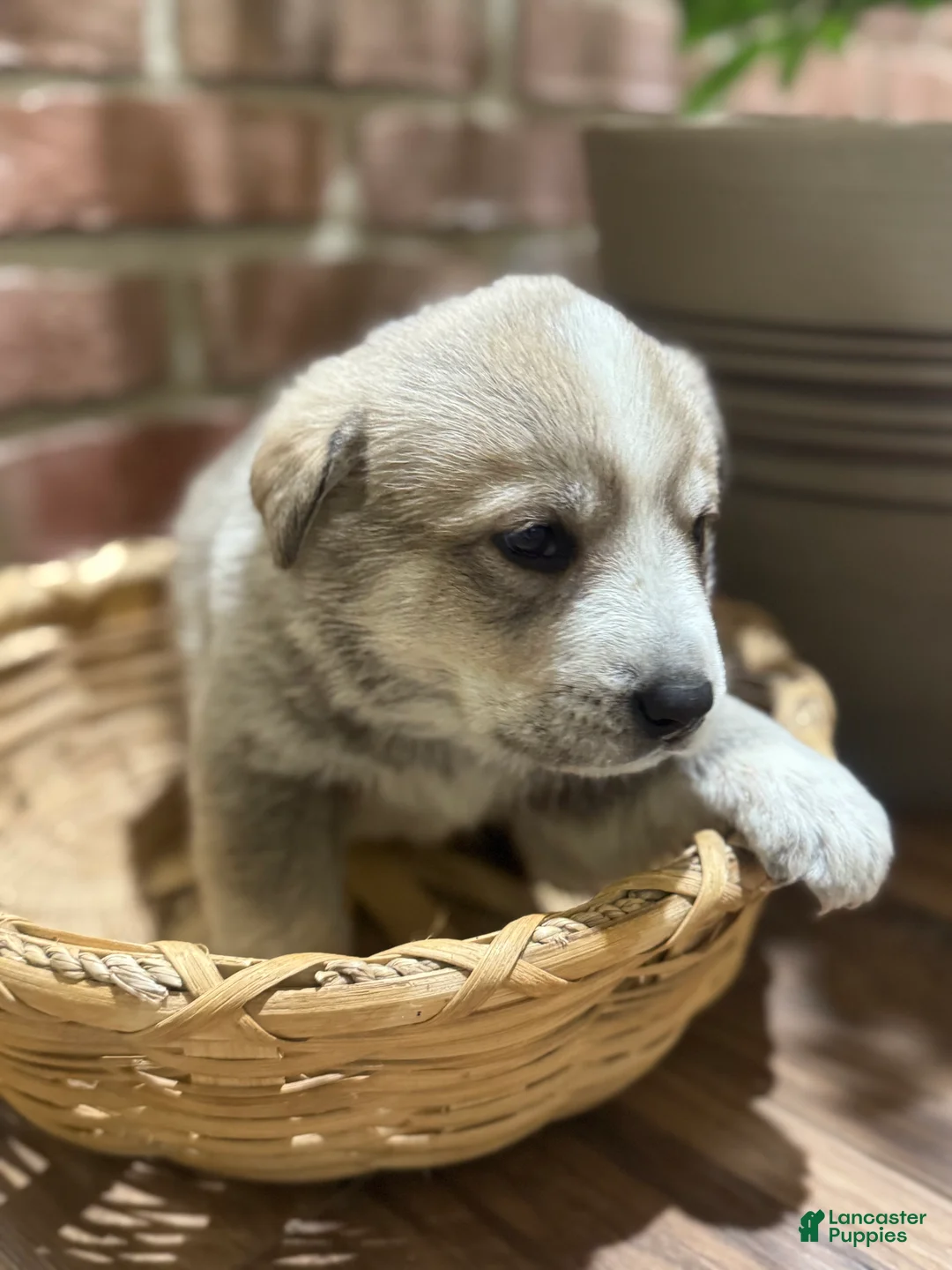 Mixed Breed dogs for sale: Wolfling “Wolfie” - Ad 8