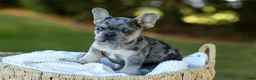 French Bulldog dogs for sale: Chase - Blue Merle - Ad 6
