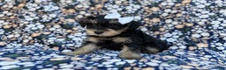 Miniature Schnauzer dogs for sale: Cookie - Ad 6