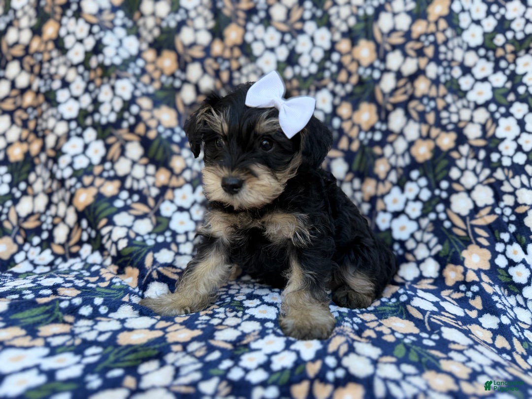 Miniature Schnauzer dogs for sale: Cookie - Ad 6