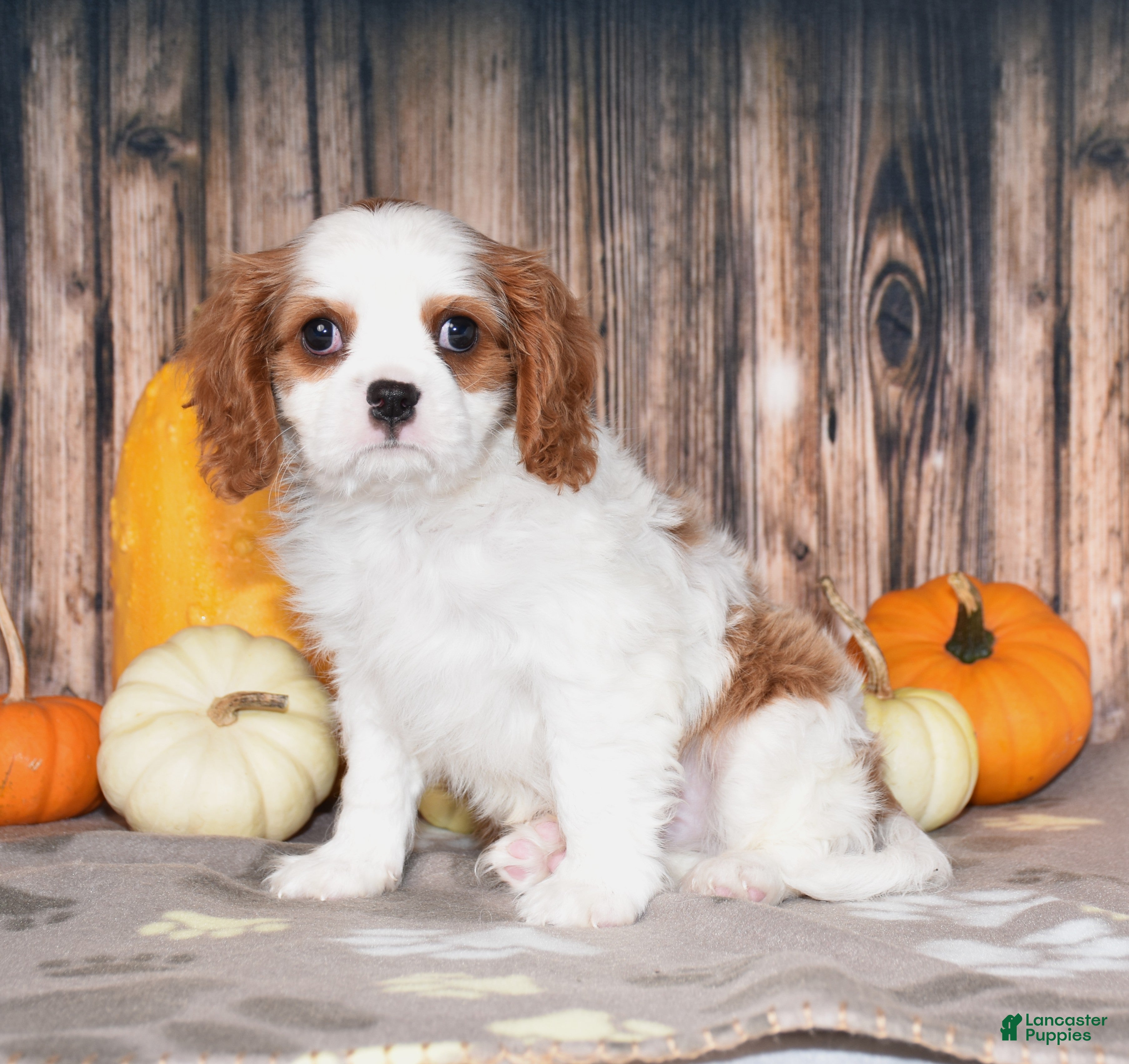 Cavalier King Charles Spaniel dogs for sale: Chance - Ad 1