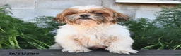 Mixed Breed dogs for sale: Bailey  - Ad 6