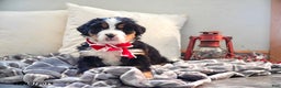 Bernese Mountain Dog dogs for sale: Renee - Ad 4